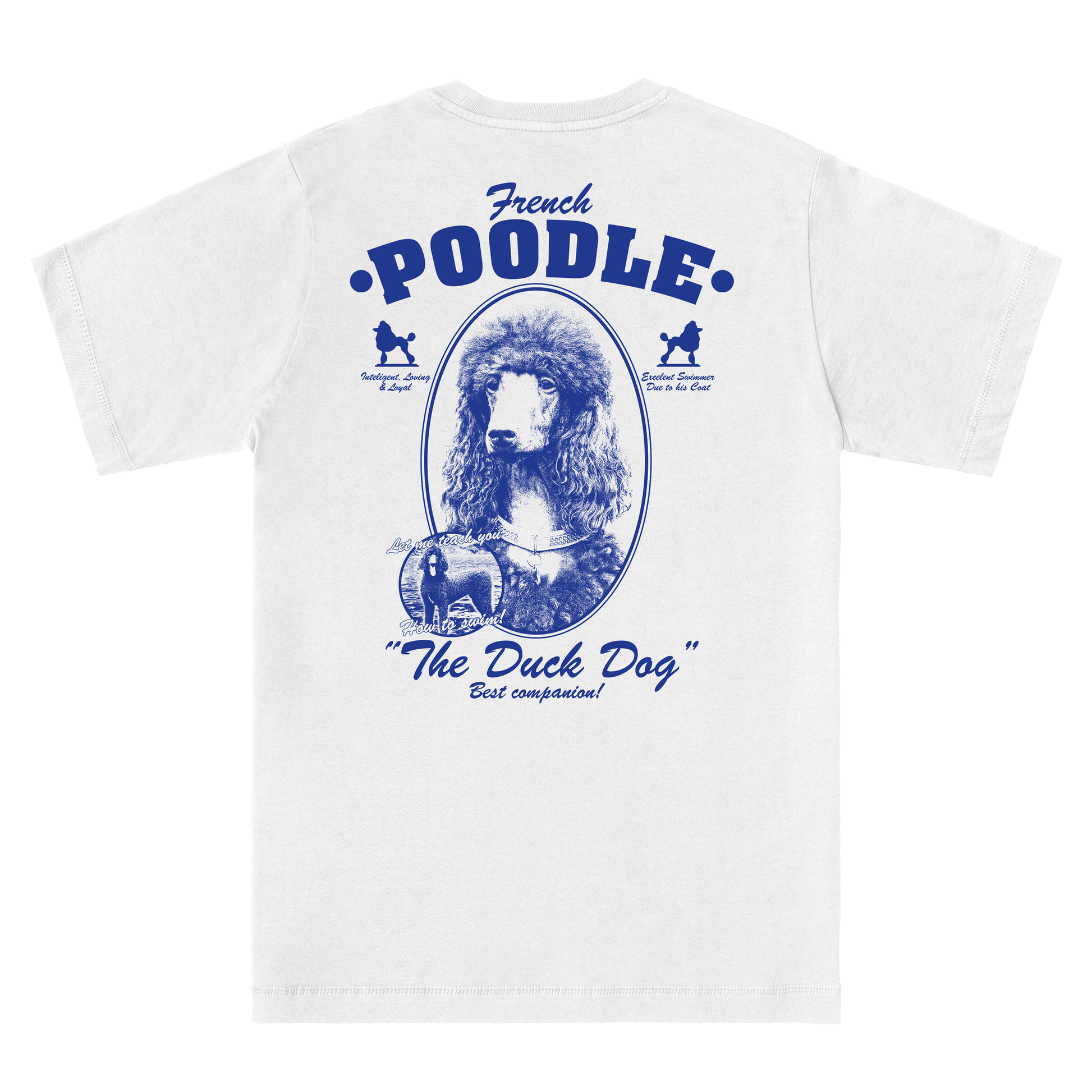  French Poodle