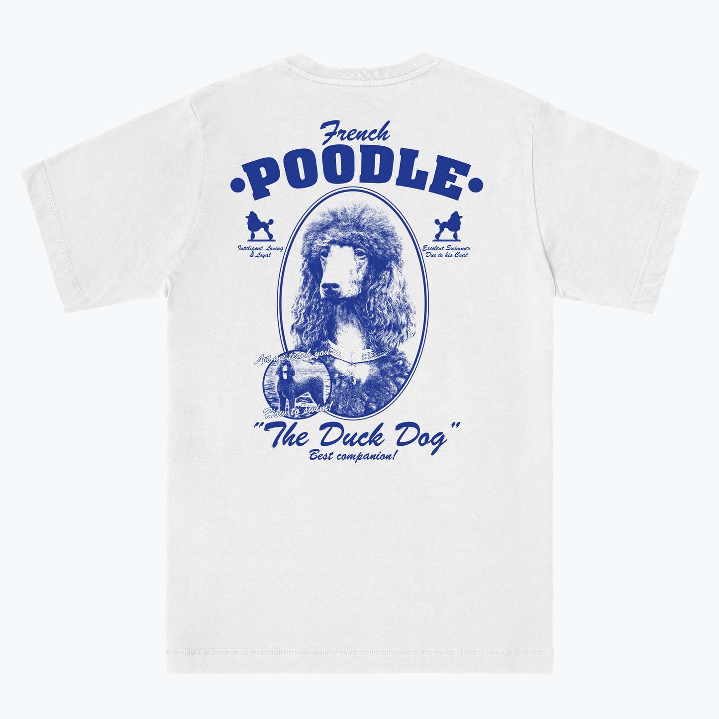  French Poodle